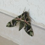 green and black moth