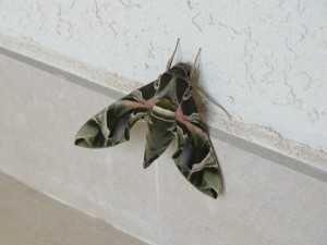 green and black moth