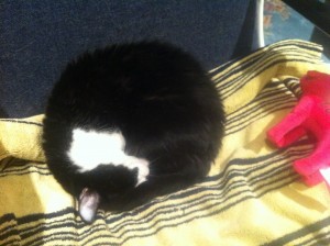 molly the cat sleeping curled up in a tight ball on the chair