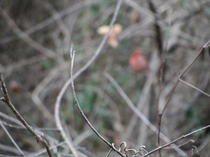 blurry picture of red bird in background, with focus on branches in near view