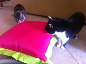two cats both sniffing bright fuschia pillow
