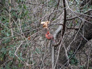 clear picture of red bird in trees