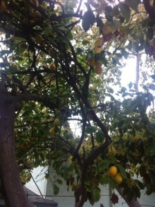 lemon tree in backyard of habitat for humanity house