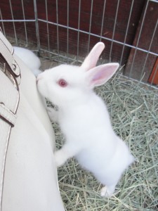 white rabbit stands on hind legs to sniff purse
