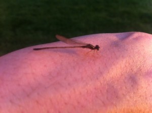 dragonfly posing on a hand