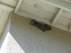 squirrel climbing on wall