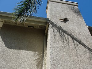 squirrel climbing on chimney wall