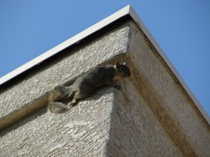squirrel climbing on chimney wall