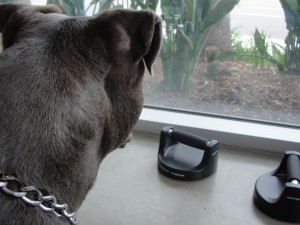 dog indoors looks out window at squirrel outside