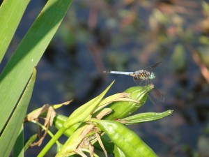 dragonfly takes a break on plants by edge of pond