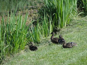 cluster of female ducks hanging out by edge of pond