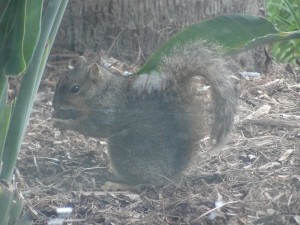 view of a squirrel outside through the windows