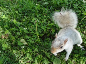 light gray whiteish squirrel reaching for the camera hoping for food