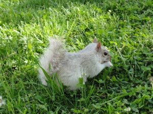 light gray whiteish squirrel eating in grass