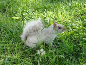 light gray whiteish squirrel in the grass