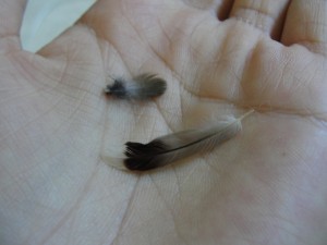 two hummingbird feathers in the palm of my hand to show scale