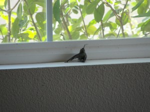injured hummingbird resting on window ledge