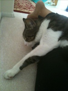 missy the cat sleeping on back of my legs with head and arm dangling down the side