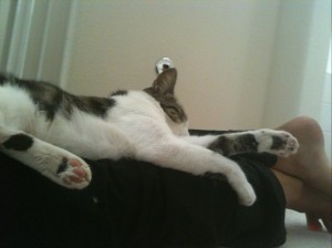 missy the cat sleeping outstretched on back of my legs