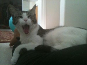 missy the cat yawning after sleeping on back of my legs