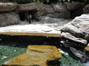 penguins, a koi fish, and a turtle all in one habitat at hilton waikiki village in hawaii