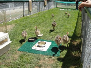 baby ostriches all run from one end of the enclosure to the other at the california academy of sciences