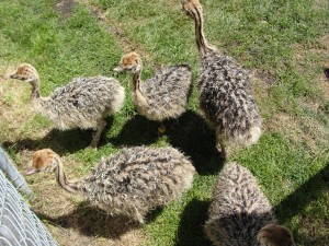cluster of baby ostriches right against the fence at the california academy of sciences