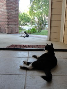 cats lounging in summer heat, one inside doorway and one outside - both laying in same position