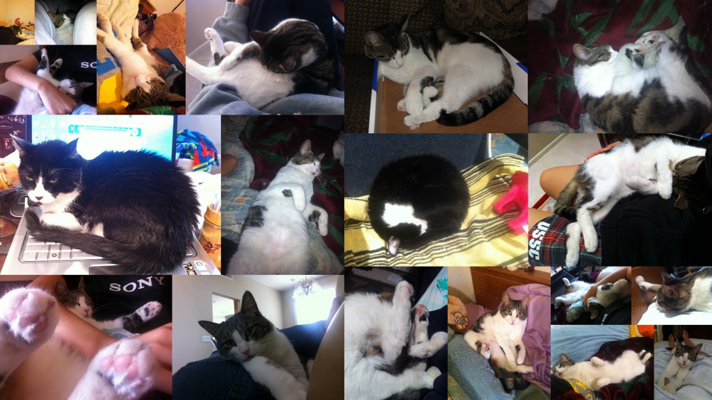collage of all the crazy positions that some cats sleep in