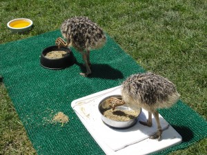 both these baby ostriches managed to claim a bowl to themselves at the california academy of sciences