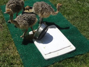baby ostrich steps in food bowl at the california academy of sciences