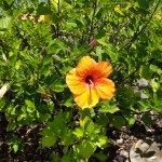 yellowish orange hibiscus flower