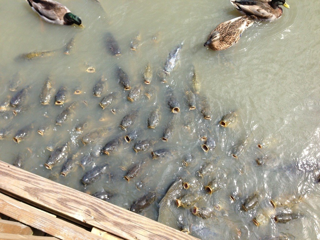 tons of hungry fish wait to be fed with mouths wide open