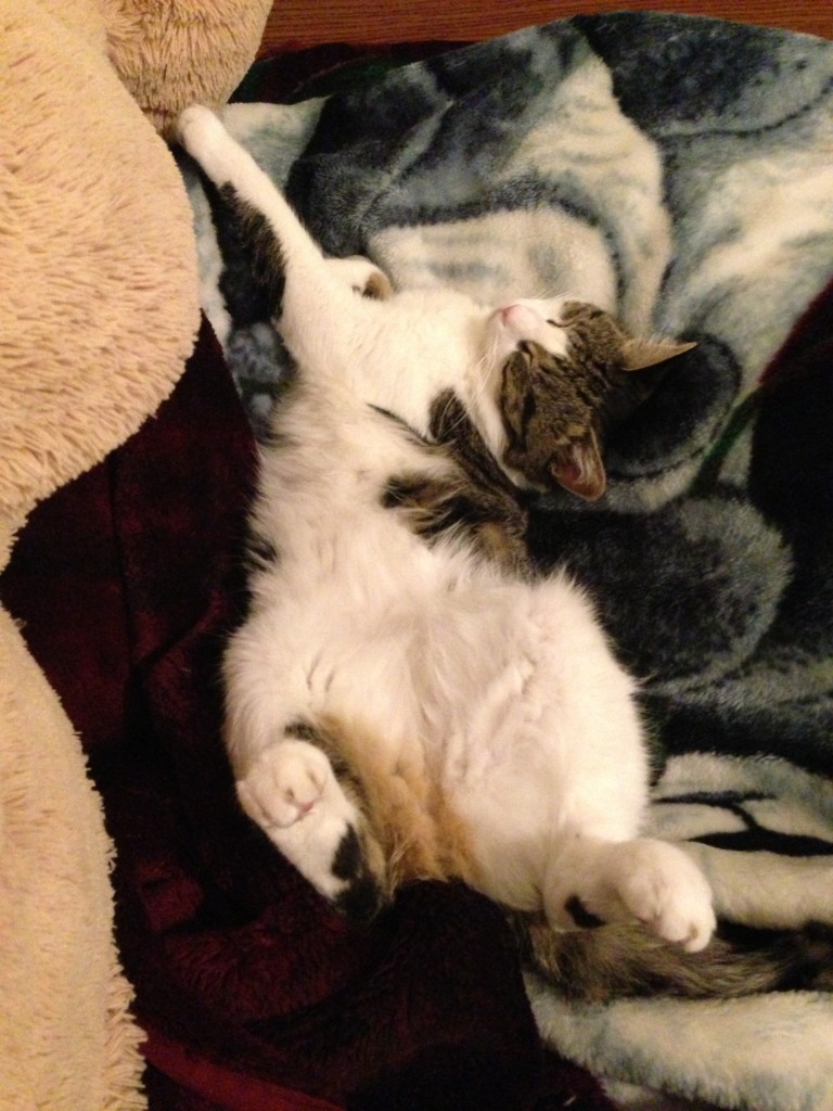 my cat missy napping with belly up and head twisted to side