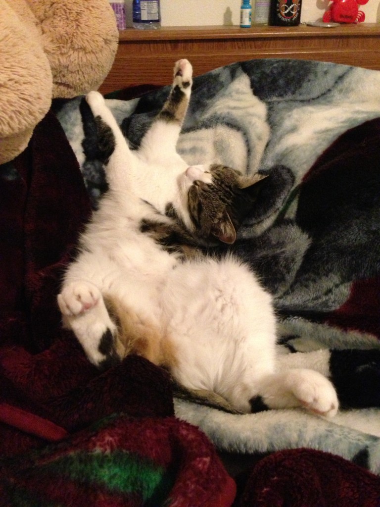 my cat missy napping with belly up and head twisted to side and arms stretched out