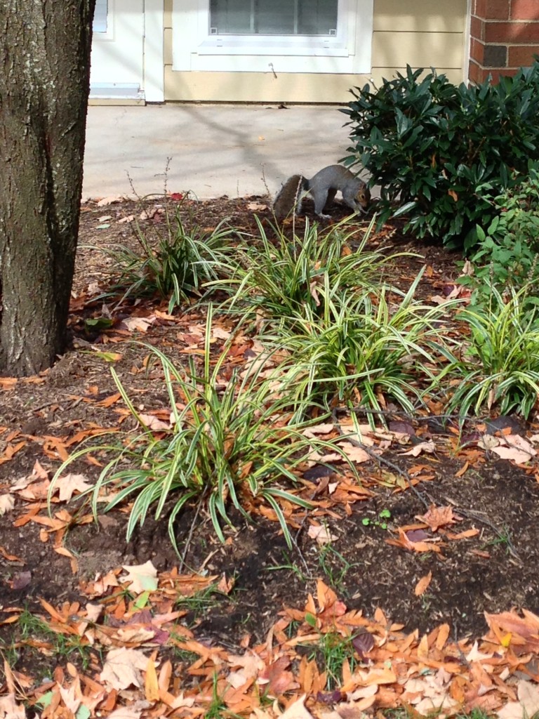 squirrel with high arched back digging into ground