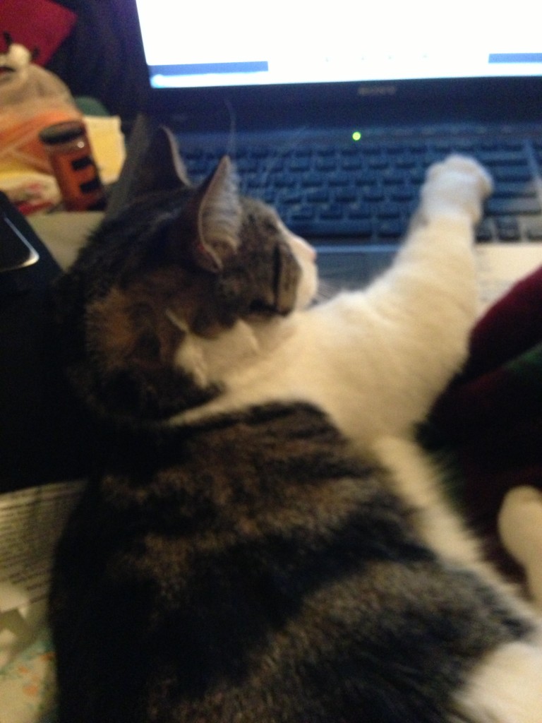 cat napping with paw outstretched on laptop keyboard