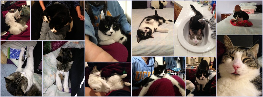 collage of cats missy and molly in cute positions