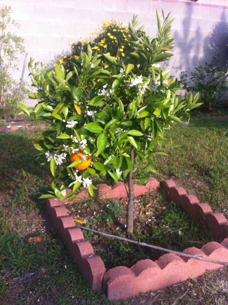 young orange tree with one orange fruit