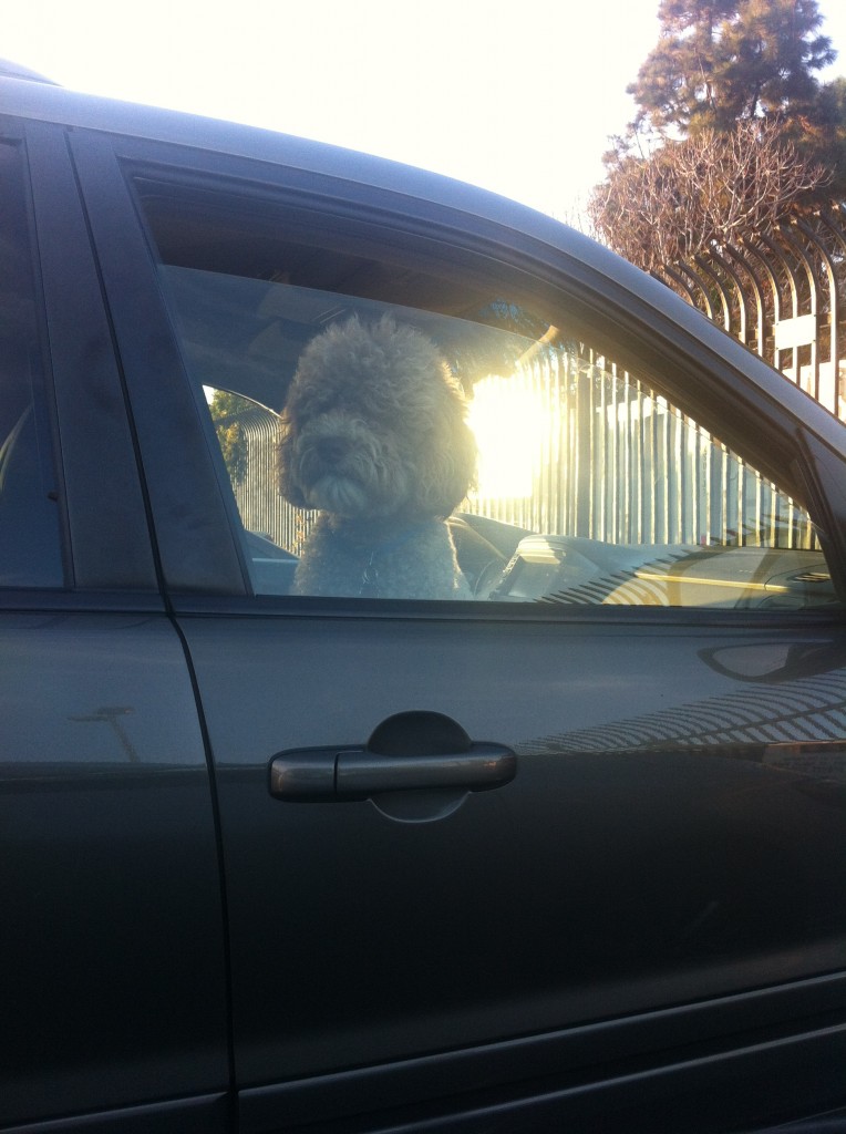 big fluffy dog staring out passenger window sitting in car on front passenger side seat