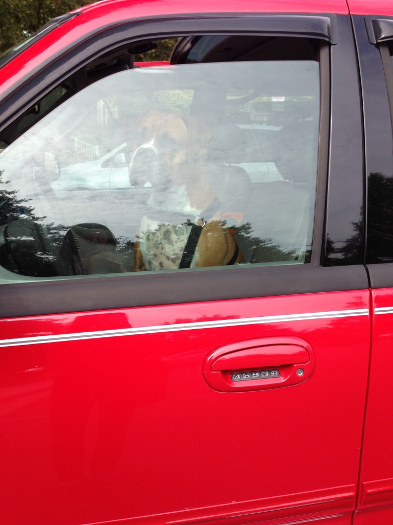 boxer dog staring out driver window sitting in car on driver side seat
