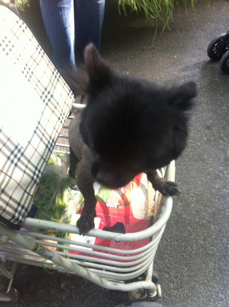 small black dog standing up in shopping cart at market