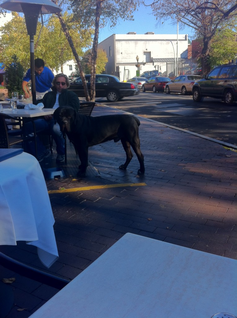 giant black dog standing by outdoor table at restaurant