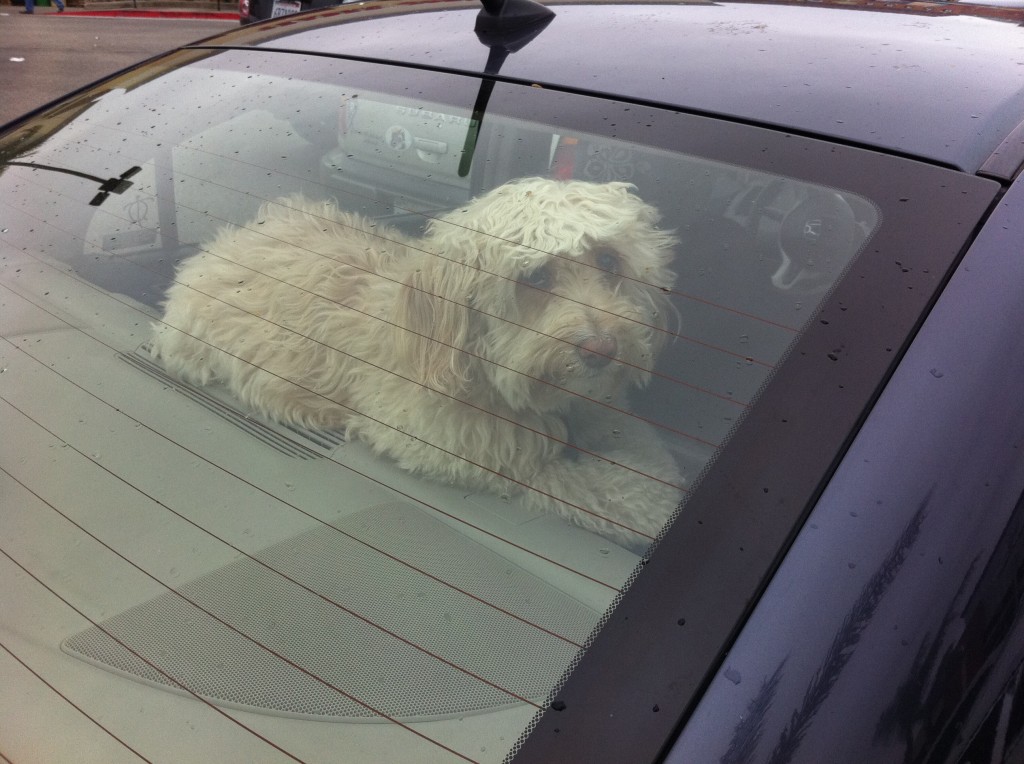 fluffy dog staring out back window sitting in car on rear deck