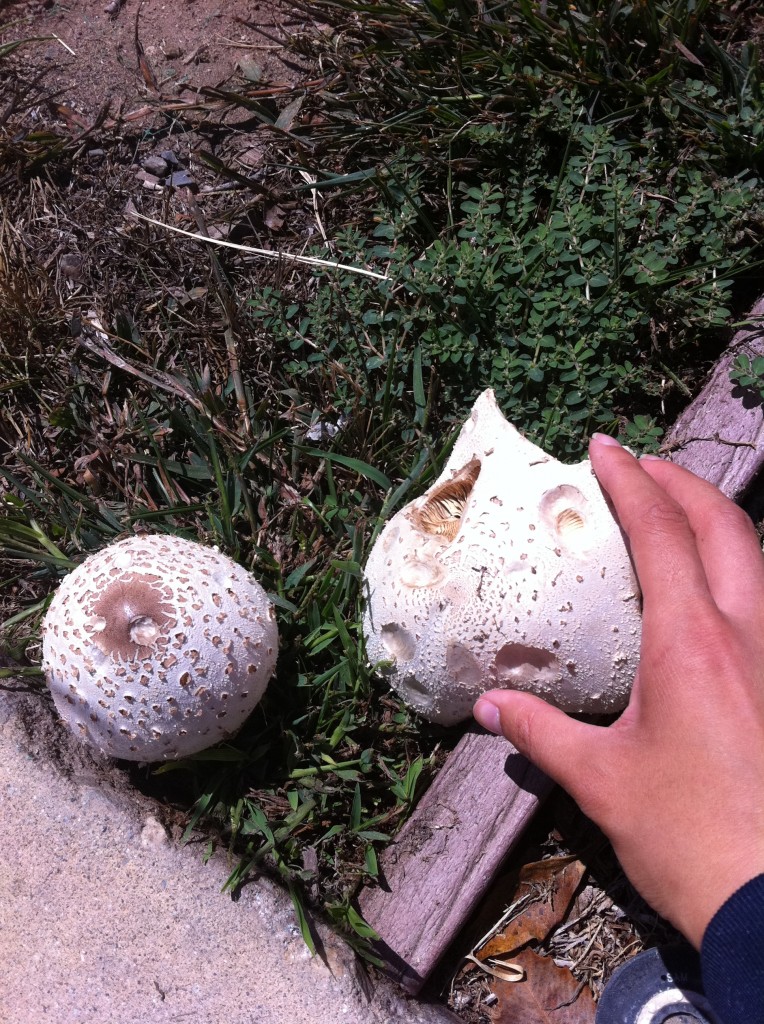 giant mushrooms the size of a fist