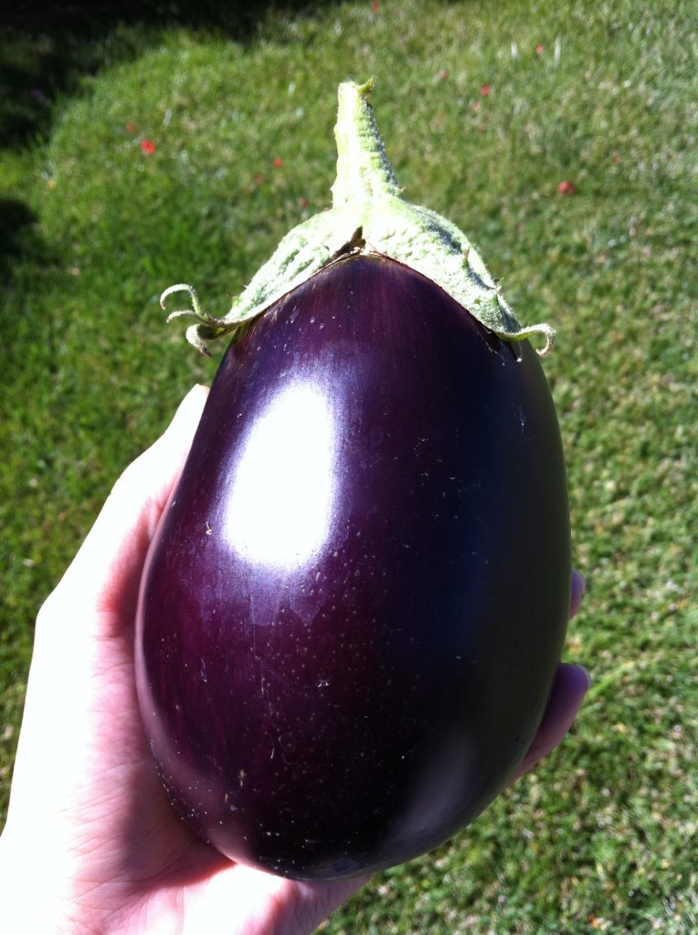 a homegrown eggplant from our garden