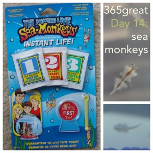 365great challenge day 14: sea monkeys
