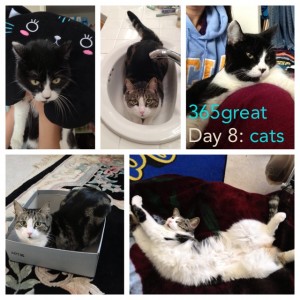 365great challenge day 8: cats