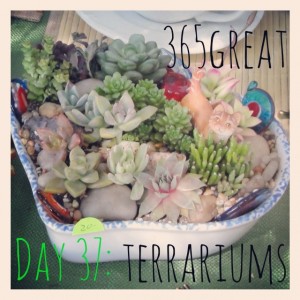 365great challenge day 37: terrariums