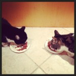 two cats facing each other both eating wet food from plates